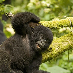 Virunga, Rwanda. A playful baby gorilla wrestles with its siblings