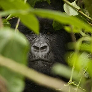 Virunga, Rwanda. A silverback gorilla peers through the undergrowth