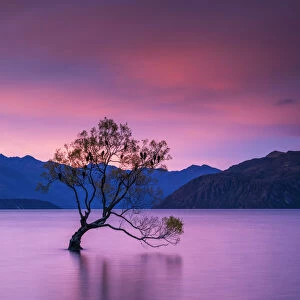 Wanaka Tree at Sunset, Lake Wanaka, New Zealand