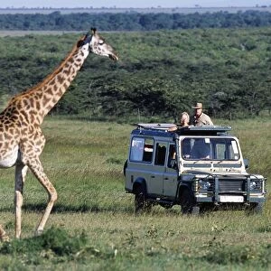 Watching Msai giraffe on a game drive on a safari holiday
