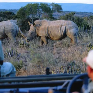 Watching White rhino from the safety of a game-viewing