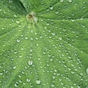 Waterdrop on leaf - Germany, Bavaria, Upper Bavaria, Munich, Westpark