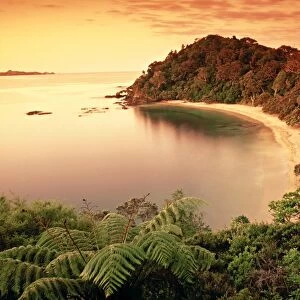 Whale Bay, Northland