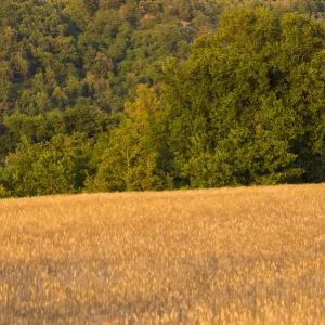 Wheat field and in background the little village of Collazzone, Perugia Province, Umbria