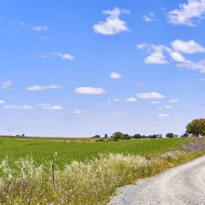 Wheat fields at Alvalade do Sado, Alentejo. Portugal