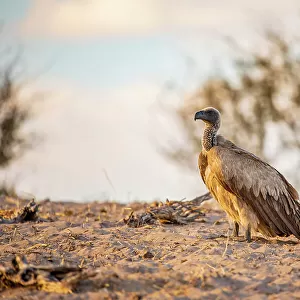 White backed vulture, Makgadikgadi Pans National Park, Makadikadi Basin, Boteti River, Botswana, Africa