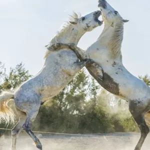 White Horse Stallions Fighting Print, The Camargue, France White Horse Stallions Fighting Print, The Camargue, France