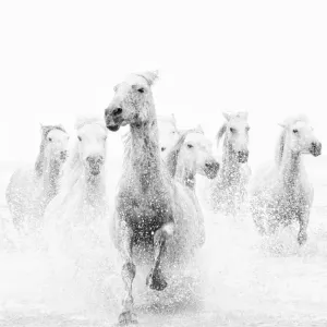 Camargue White Horses Print Camargue White Horses Print