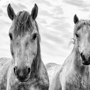 White Horses Print, Camargue Landscape White Horses Print, Camargue Landscape