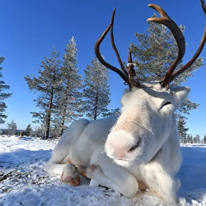 White Reindeer (albino), Saariselka, Lapland, Finland