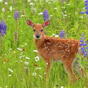 White-tailed deer (Odocoileus virginianus) Fawn, captive raised, Minnesota wildlife Connection, Sandstone, Minnesota, USA