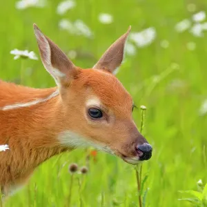 White-tailed deer (Odocoileus virginianus) Fawn, captive raised, Minnesota wildlife Connection, Sandstone, Minnesota, USA