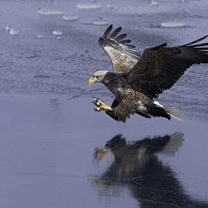 White-tailed Eagle (Haliaeetus albicilla) in flight over sea ice, Nemuro Strait, Hokkaido