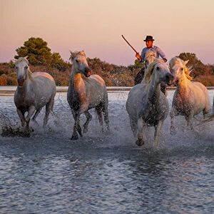 White Wild Horses of Camargue running on water, Aigues Mortes, Southern France