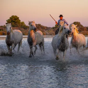 White Wild Horses of Camargue running on water, Aigues Mortes, Southern France