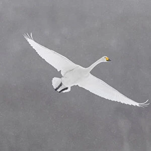 Whooper Swan (Cygnus cygnus) in flight, Hokkaido, Japan