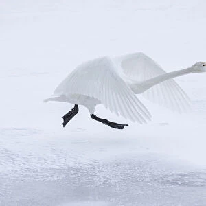 Whooper Swan (Cygnus cygnus), taking on from frozen Lake Kussharo, Hokkaido, Japan