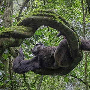 Wild chimp in Kibale forest national park, Uganda