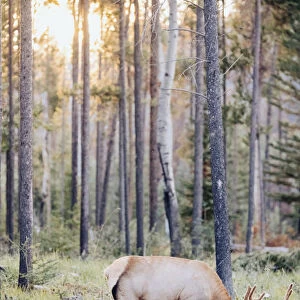Wild Elk in Jasper National Park at sunset. Canadian Rockies, Alberta, Canada