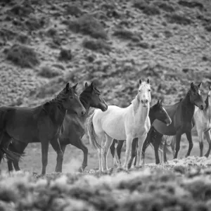 Wild Horses near Cueva de los Manos Print Wild Horses near Cueva de los Manos Print