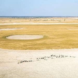Wildebeest Herd, Makgadikgadi Salt Pans, Botswana