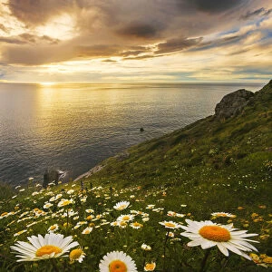 Wildflowers on a sea cliff in spring, Gatzelugaxte, Basque Country, Spain