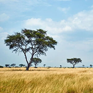 Wildlife game drive in Africa, Queen Elizabeth National Park, Kasese, Rwenzururu