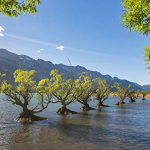 Willow trees in the waters of Lake Wakatipu. Glenorchy, Queenstown Lakes district
