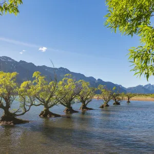 Willow trees in the waters of Lake Wakatipu. Glenorchy, Queenstown Lakes district