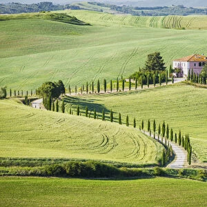 Winding Cypress Tree-lined Road & Villa, Montalcino, Tuscany, Italy