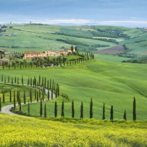 Winding road leading to a Tuscan farmhouse near Asciano, Tuscany, Italy