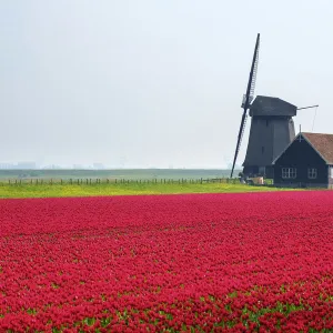 Windmill and red tulip fields in spring near village of Schermerhorn, North Holland