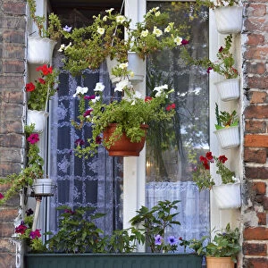 A window with flowers among the remaining buildings of the fierce fighting between
