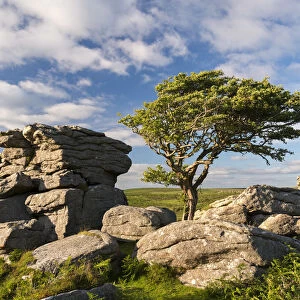 Windswept hawthorn tree growing among the granite rocks near Saddle Tor, Dartmoor