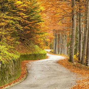 Windy Road Through Forest in Autumn, Triglav National Park, Slovenia