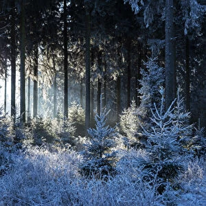 Winter forest near Hunsruck National Parc, Morbach, Hunsruck, Rhineland-Palatinate, Germany