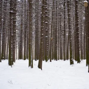 Winter forest in snow, Moscow, Russia