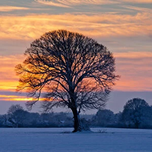 Winter Sunset over Lone Tree, Norfolk, England