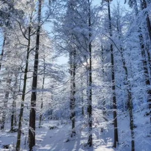 Winter Trees Print, Raintal in the Tannheimer Mountains Winter Trees Print, Raintal in the Tannheimer Mountains