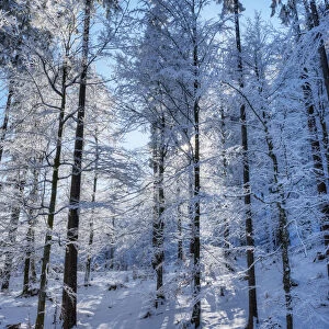 Winter trees at the Raintal in the Tannheimer mountains of the Allg√§u, Musau, Tyrol, Austria