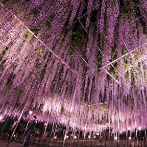 Wisteria in full bloom at the Ashikaga flower park, Tochigi Prefecture, Japan