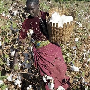A woman harvests cotton on her husbands smallholding