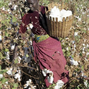 A woman harvests cotton on her husbands smallholding