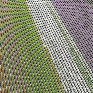 Worker in tulip fields, North Holland, Netherlands