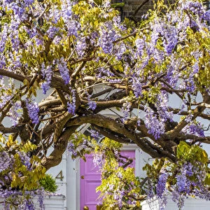Wysteria growing infront of a house in Kensington, London, England, UK