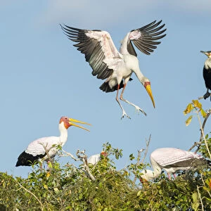 Yellow-billed Stork (Mycteria Ibis) landing in nesting colony, Chobe River