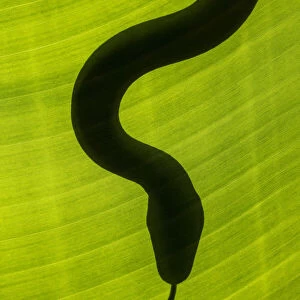 Yellow rat snake (Elaphe obsoleta quadrivittata), South AFrica (Captive)
