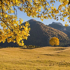 Yellow trees and meadows atMonte Bondone in autumn. Trento, Trentino, Italy