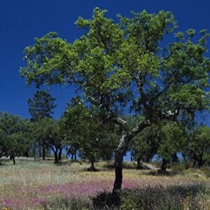 A young cork tree in a field of wild flowers
