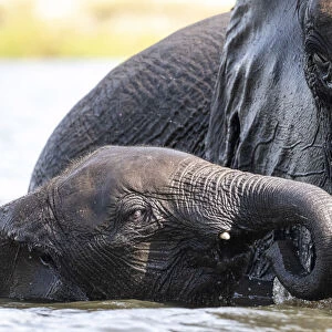 Young Elephant with mother, Chobe River, Chobe National Park, Botswana
